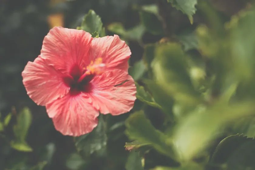 A single coral hibiscus flower open among deep green leaves