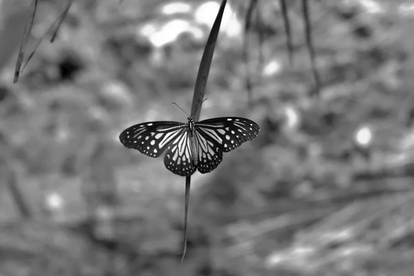 A black-and-white butterfly at rest on a pale bloom — stillness held for a moment.